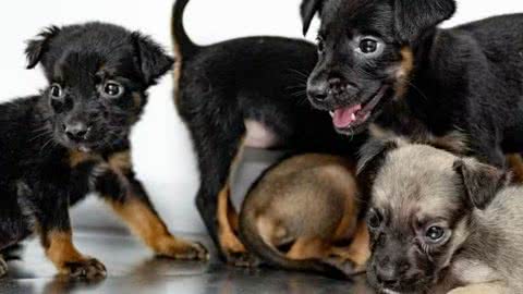 Bertioga oferece 150 animais para adoção; saiba o que fazer - Imagem: Reprodução/Prefeitura de Bertioga