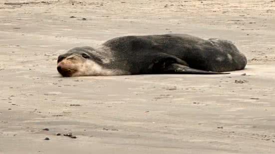 O Instituto Biopesca relata que é provável que o animal seja o mesmo que apareceu em Mongaguá recentemente - Imagem: Divulgação/ G1