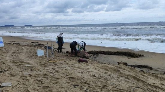 Leão-marinho-do-sul (Otaria flavescens) que encalhou morto na praia de Salinas - Imagem: Reprodução/Univille