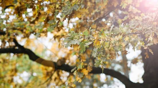 A primavera 2024 inicia na manhã deste domingo (22) - Imagem: Freepik