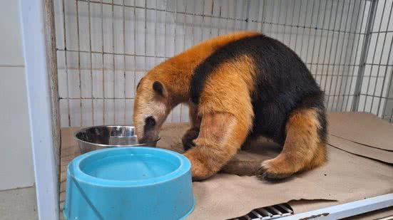 Animais resgatados de incêndios em SP começam a ser reintroduzidos na natureza - Imagem: Reprodução/ Agência SP