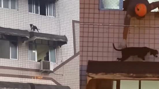 Bombeiros resgatam cachorro preso em toldo após queda de terceiro andar - Imagem: Reprodução/ Redes Sociais