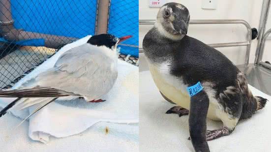 Os resgates aconteceram no início do mês de outubro - Imagem: Divulgação/ Instituto Biopesca/ Costa Norte