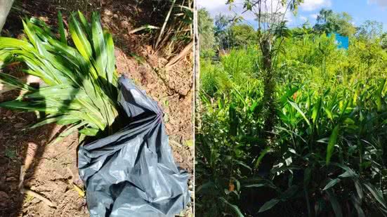 Individuos possuiam mais de mil exemplares de vegetação nativa ilegalmente na cidade - Imagem: Reprodução/Polícia Militar Ambiental