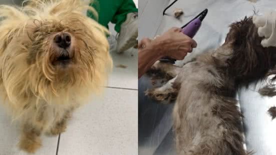 Animais resgatados vítimas de maus-tratos - Imagem: Reprodução/PMS