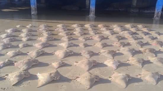 Raias Ticonha - Imagem: Reprodução/ Jorge Franco