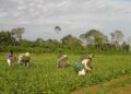 Programa AgroAmigo oferece R$ 1 bilhão em microcrédito