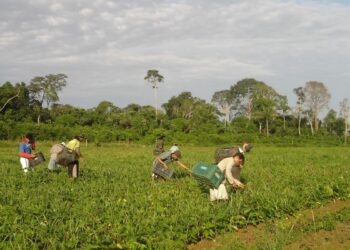 Programa AgroAmigo oferece R$ 1 bilhão em microcrédito