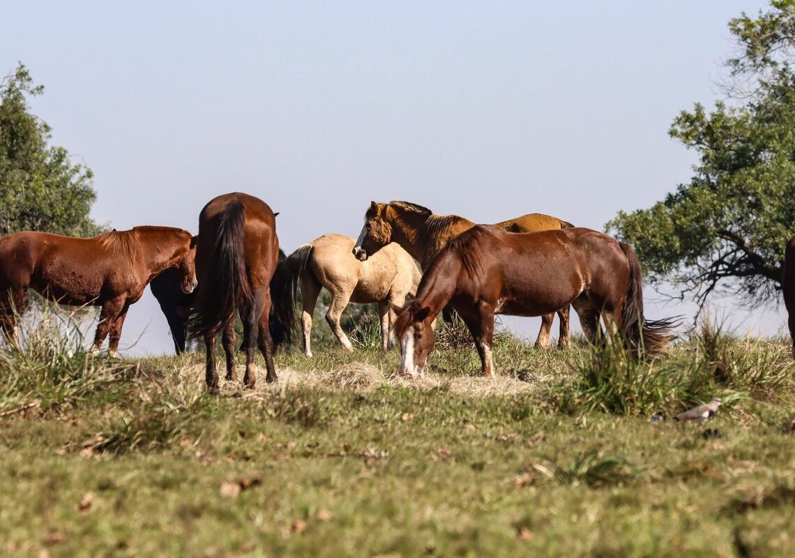 Três pessoas tiveram encefalite equina venezuelana no AM, dizFiocruz