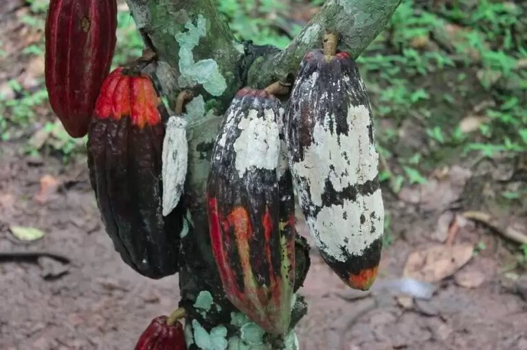 CDR deve votar anistia aos produtores de cacau afetados pela vassoura-de-bruxa — Senado Notícias
