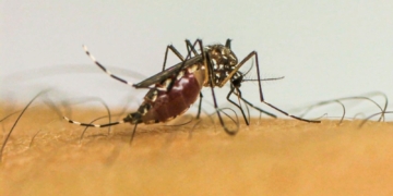 Doenças transmitidas por mosquitos serão “novo normal” na Europa