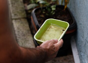Chikungunya traz preocupações após uma década de presença no Brasil