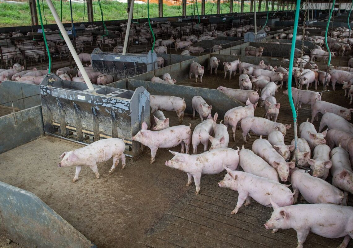 Produção de carne suína e de frango terá volume recorde em 2026