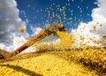 Valor da produção agrícola brasileira recua 3,9% em 2024, mostra IBGE