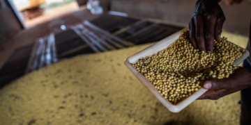 Sorriso, no MT, tem maior PIB agrícola do país; veja o ranking
