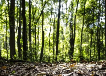 Produção florestal do país cresce 16,7% e chega a R$ 44,3 bi em 2024