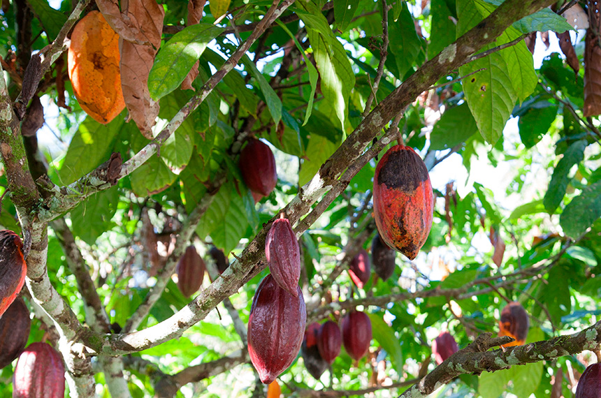 Perdão de dívidas de produtores de cacau está na pauta da CDR — Senado Notícias