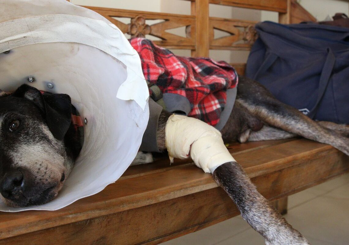 Câmara aprova projeto que tipifica exercício ilegal da veterinária