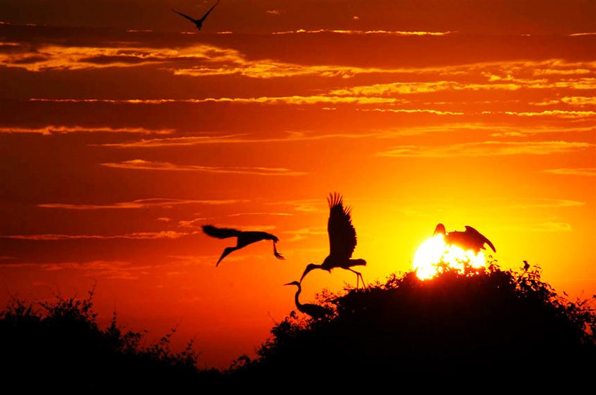Proposto pelo Senado, Estatuto do Pantanal vai à sanção — Senado Notícias