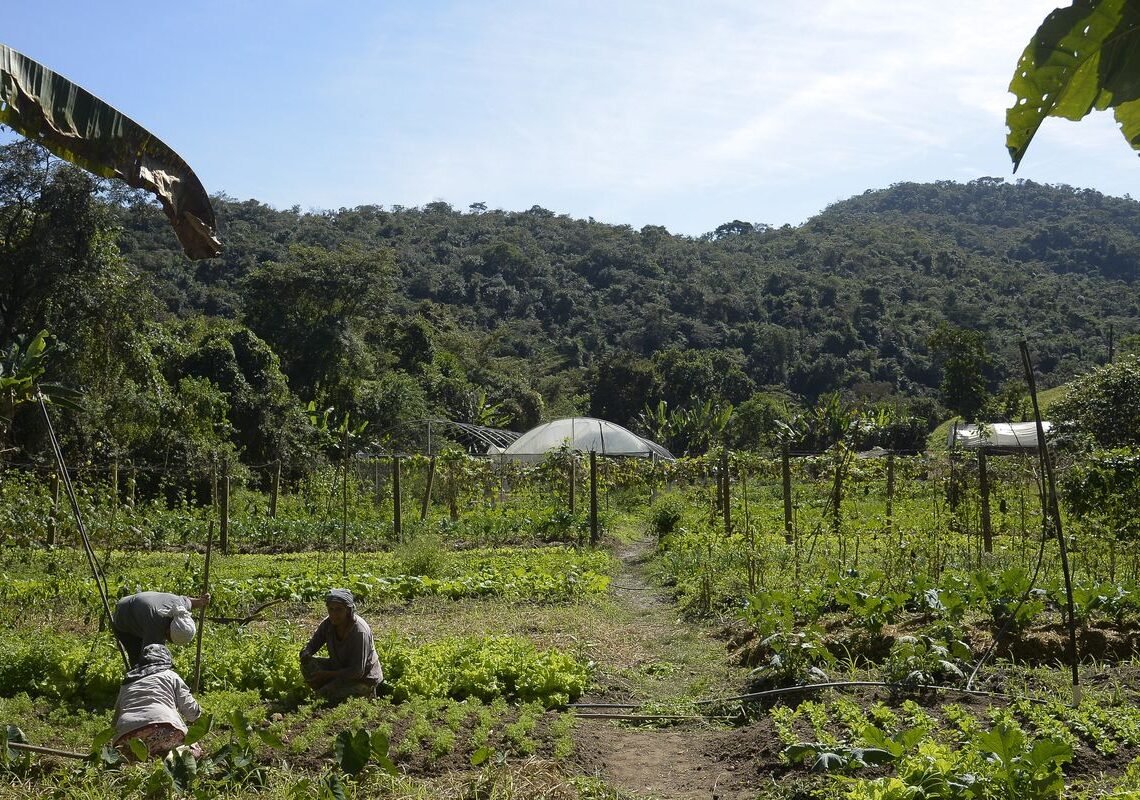 Lula autoriza uso de R$ 12 bilhões para renegociação de dívidas rurais