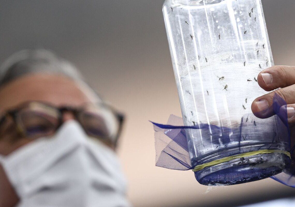 Fábrica de mosquitos oferece tecnologias para redução da dengue