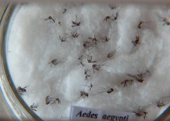 Pesquisa do Butantan padroniza nomenclatura de vírus da dengue