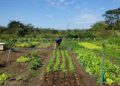 Sancionada lei que amplia acesso de agricultores familiares ao Garantia-Safra — Senado Notícias
