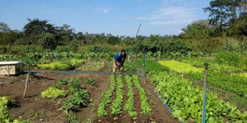 Sancionada lei que amplia acesso de agricultores familiares ao Garantia-Safra — Senado Notícias