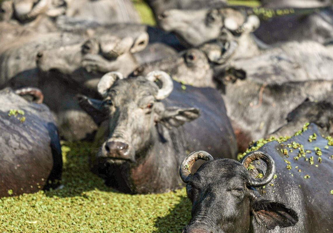 Fazendeiro planeja criar “universidade do búfalo” na Ilha de Marajó