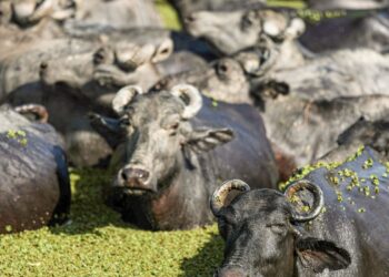 Fazendeiro planeja criar “universidade do búfalo” na Ilha de Marajó