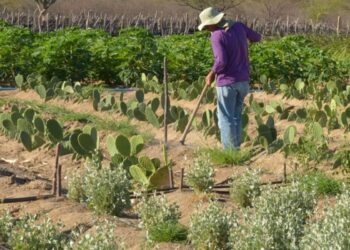 CMN simplifica crédito rural a populações tradicionais e extrativistas