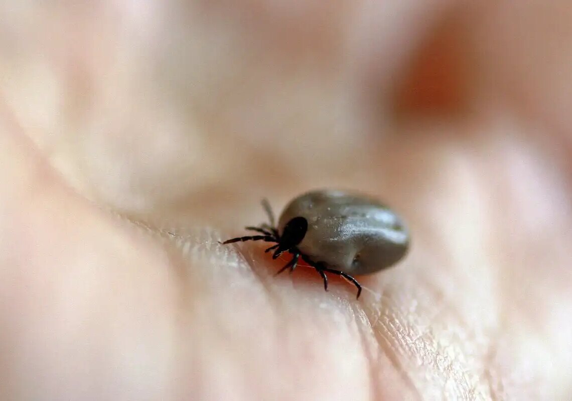 Parque no interior de SP é interditado após mortes por febre maculosa