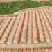 Lula entrega 2.837 moradias do Minha Casa, Minha Vida nesta segunda