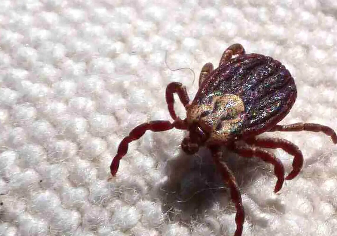 Febre maculosa causa mais duas mortes no interior de São Paulo