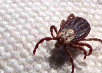 Febre maculosa causa mais duas mortes no interior de São Paulo