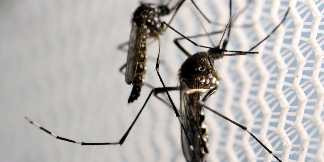 Dia D de combate ao Aedes aegypti ocorre neste sábado em todo o país