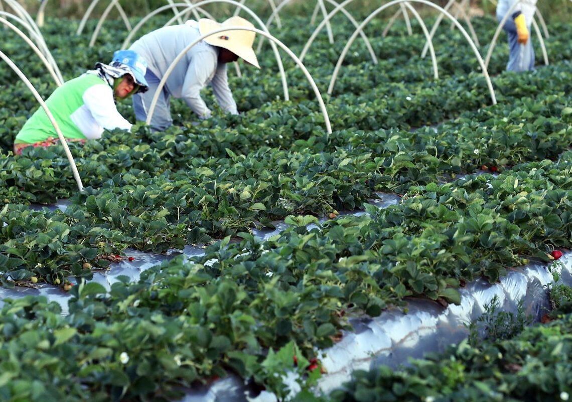 Finep anuncia parceria de R$ 74,9 milhões para agricultura familiar