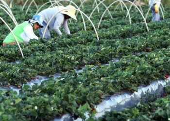 Finep anuncia parceria de R$ 74,9 milhões para agricultura familiar