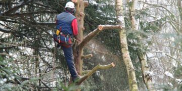 Lei permite poda ou corte de árvores quando órgão ambiental se omite – Notícias