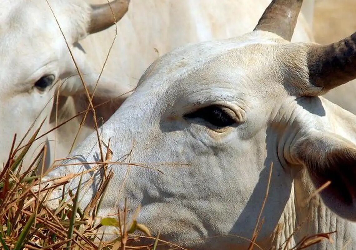 Bois exportados vivos: ONGs denunciam precariedade e riscos ambientais