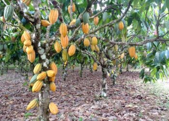 Lei reconhece Ilhéus, na Bahia, como Capital Nacional da Rota do Cacau e do Chocolate – Notícias