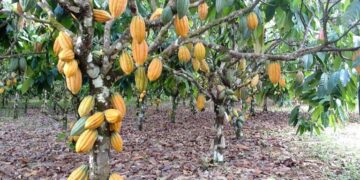 Lei reconhece Ilhéus, na Bahia, como Capital Nacional da Rota do Cacau e do Chocolate – Notícias