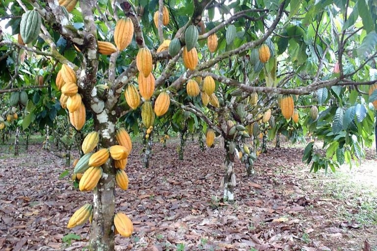 Lei reconhece Ilhéus, na Bahia, como Capital Nacional da Rota do Cacau e do Chocolate – Notícias