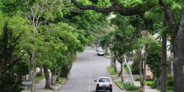 Lei autoriza poda de árvore por profissional se o poder público se omitir — Senado Notícias