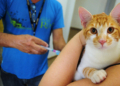 Lei oficializa Julho Dourado para promover saúde animal e prevenir zoonoses — Senado Notícias