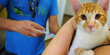 Lei oficializa Julho Dourado para promover saúde animal e prevenir zoonoses — Senado Notícias