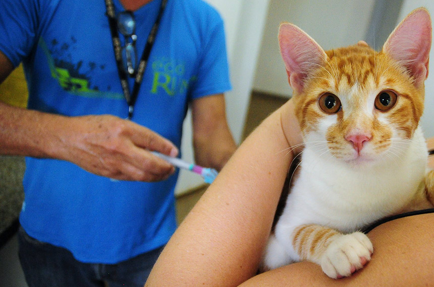 Lei oficializa Julho Dourado para promover saúde animal e prevenir zoonoses — Senado Notícias