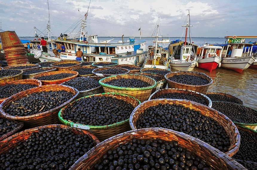 Açaí é reconhecido em lei como fruta nacional — Senado Notícias