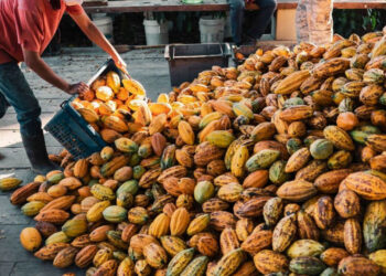 Projeto do Senado que cria incentivos ao setor do cacau é transformado em lei — Senado Notícias