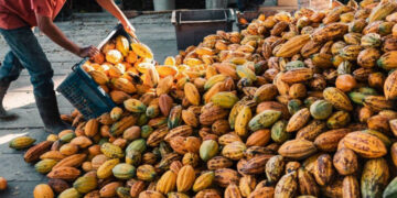 Projeto do Senado que cria incentivos ao setor do cacau é transformado em lei — Senado Notícias
